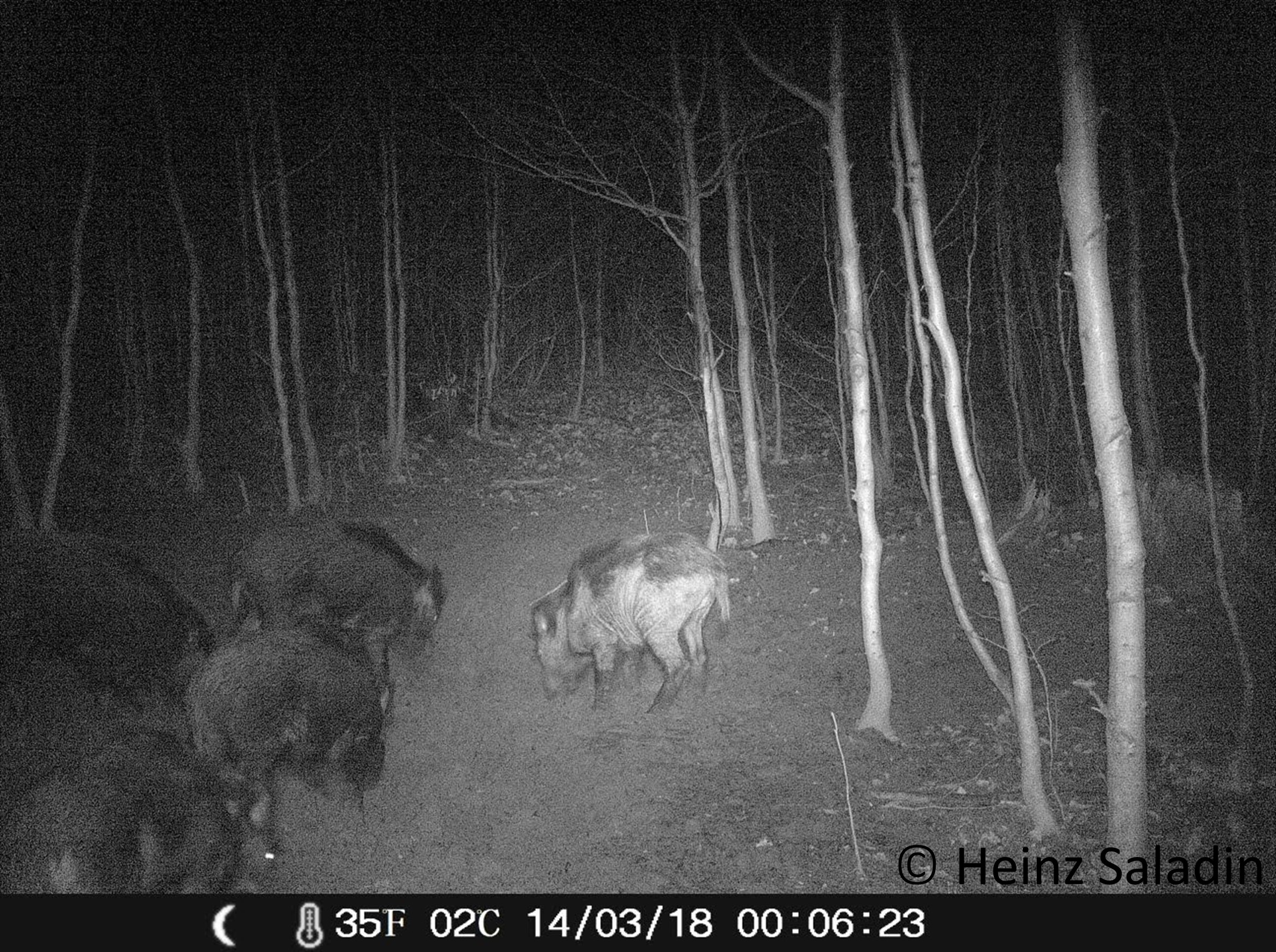 Fotofallen-Bild eins Wildschweins mit Räude