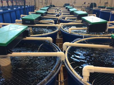 Probenahme von Wasser aus Biofilter