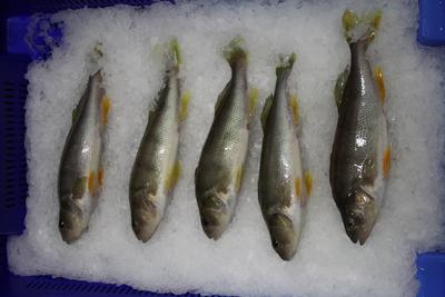 Flussbarsch (Egli), ein beliebter Fisch in der schweizer Gastronomie