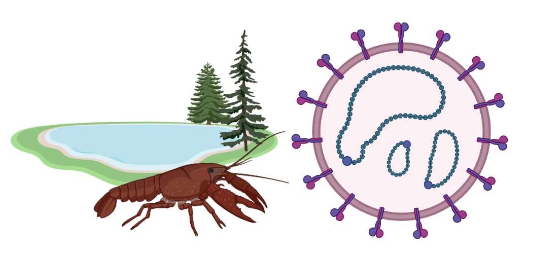 Histologie: Kiemenepithelproliferation