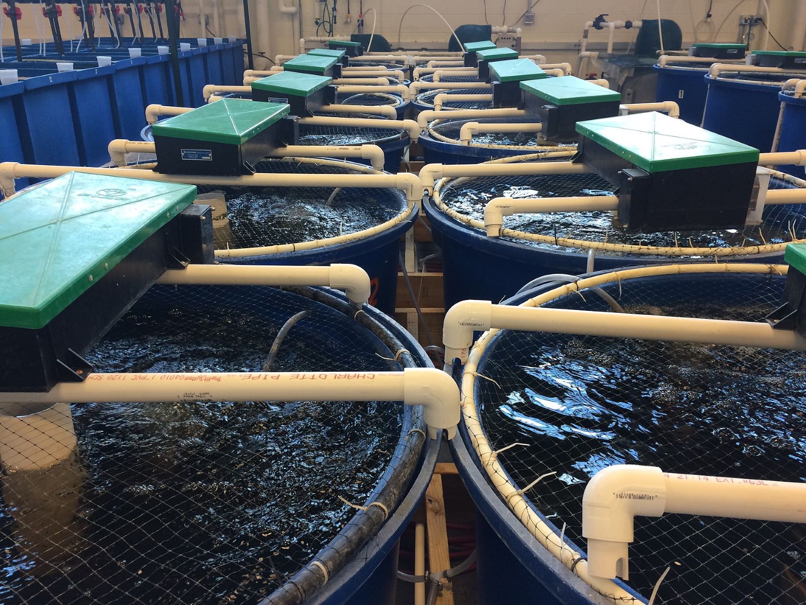 Rezirkulierende Aquakultursysteme