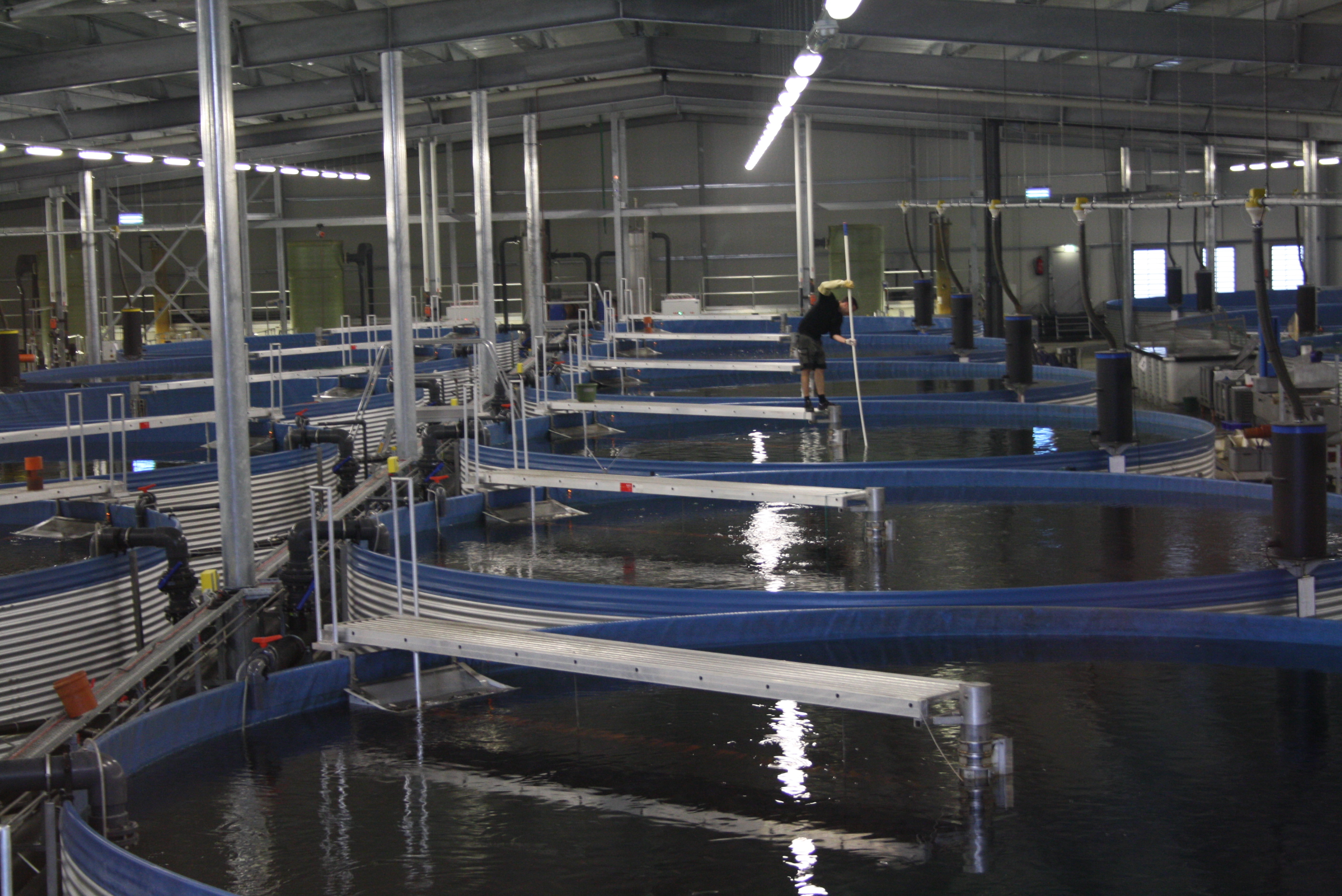 Rezirkulierenden Aquakultur-Systemen für Egli