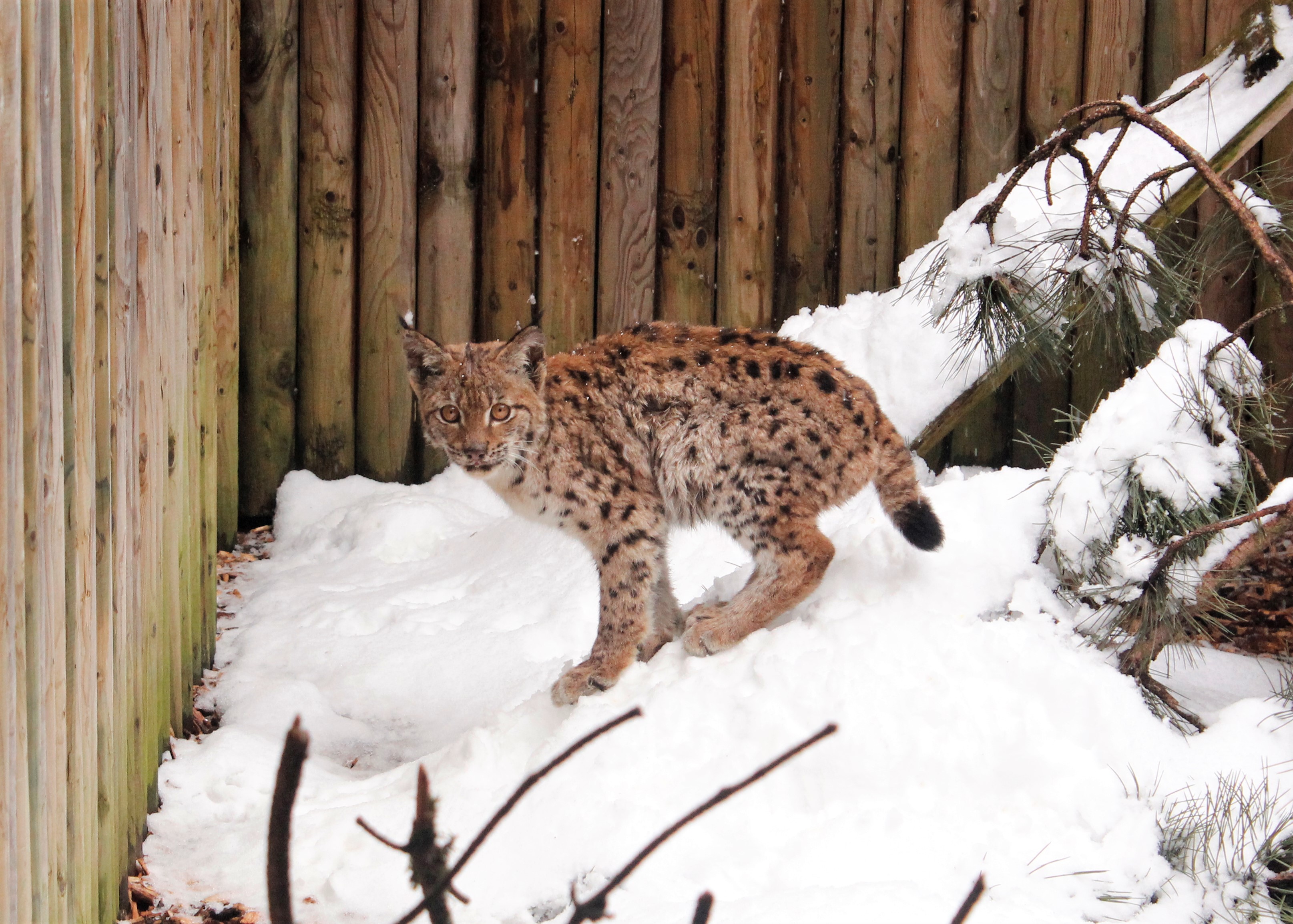 Luchswaise in einer Wildtierpflegestation