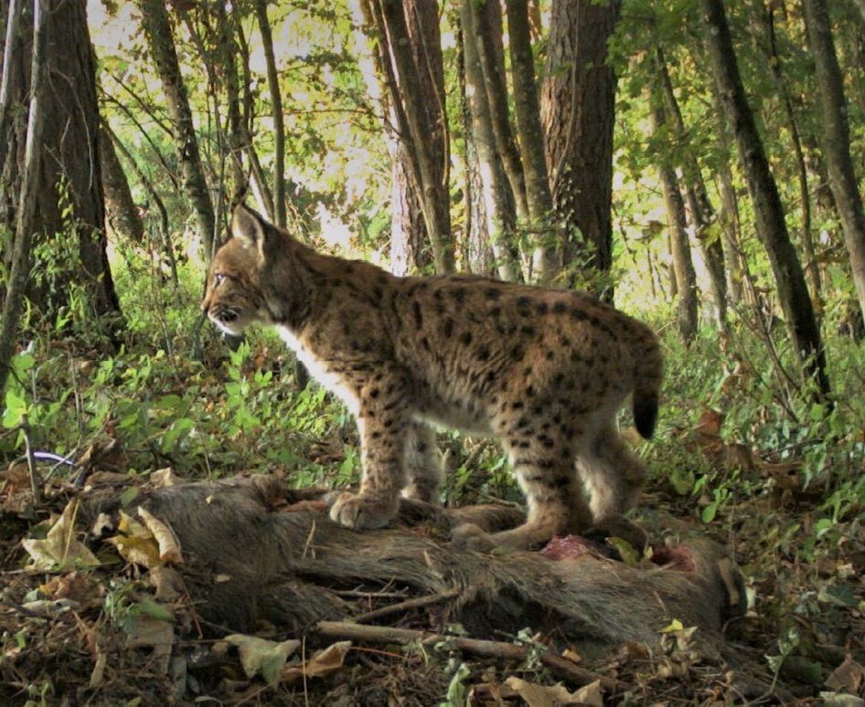 Orphaned lynx fed in nature (Courtesy of B. Allen)