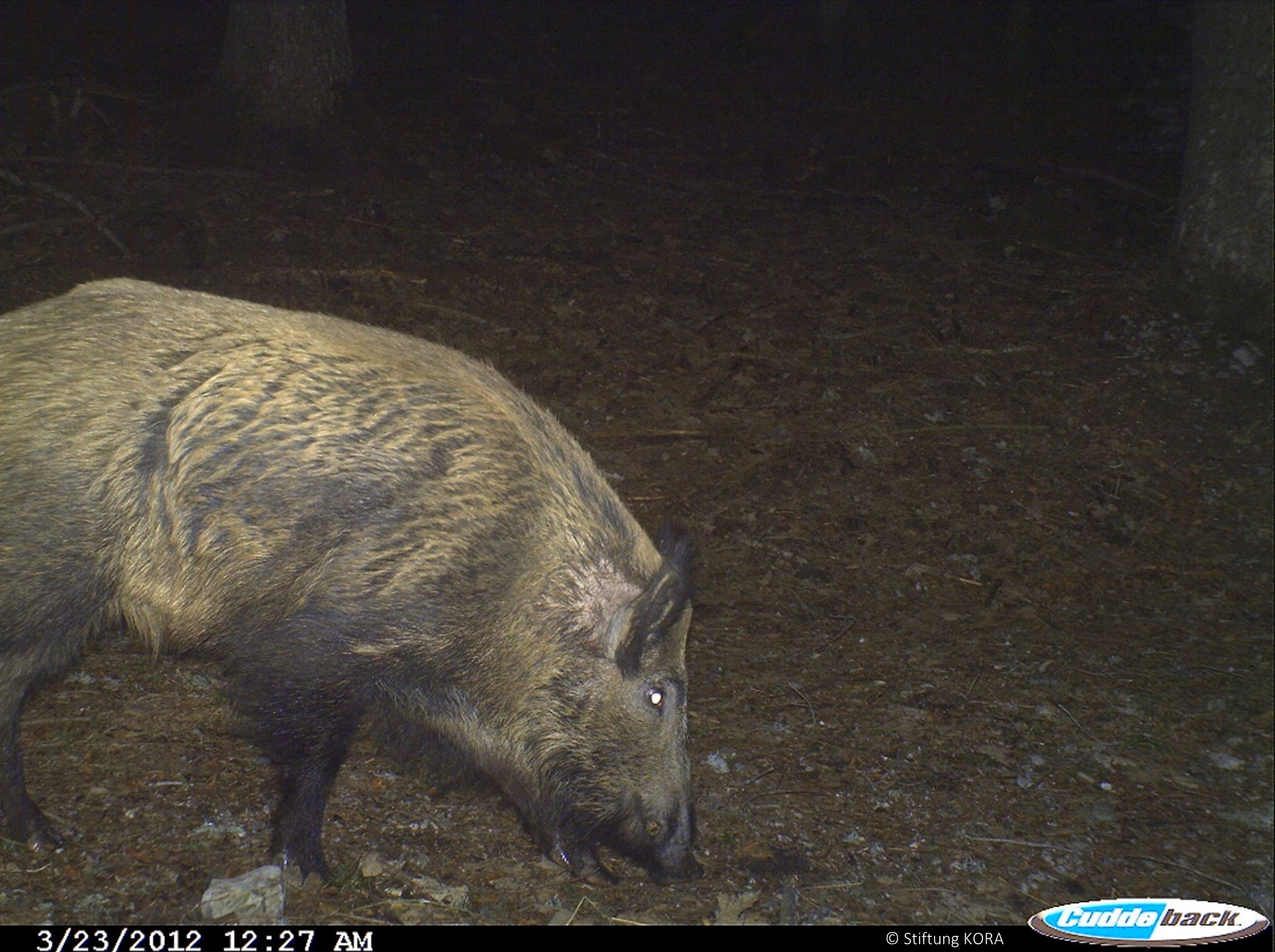 Wildschwein aufgenommen mit einem Fotofallen.