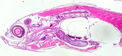 Zebrafisch parasaggital