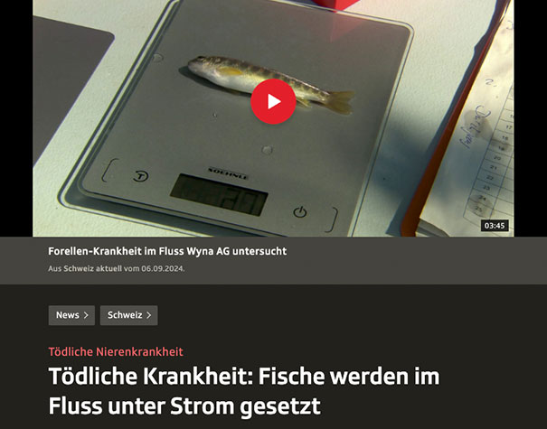 Fisch liegt auf einer Waage